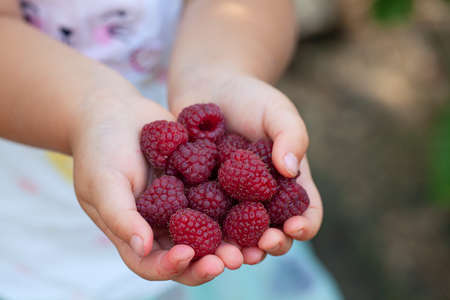 girl hands holding freshly picked raspberry