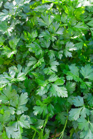 parsley growing in gardenの写真素材
