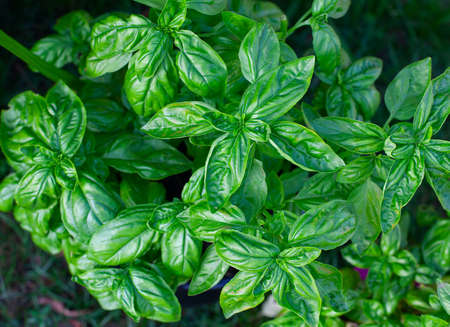 fresh basil growing in a potの写真素材