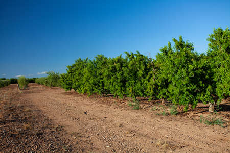 nectarine plantation at the middle of Spain