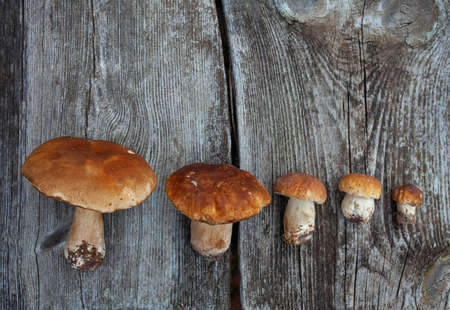 fresh mushrooms on wooden surfaceの写真素材