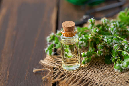 essential oil with fresh marjoram herbの写真素材