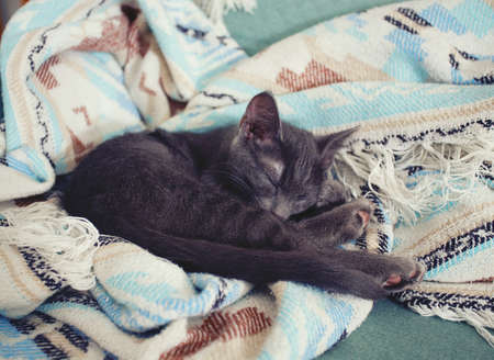 cute kitten sleeping in colorful blanket