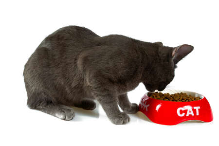 young grey cat is eating dry food の写真素材