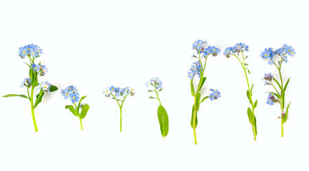 Bunch of fresh blue forget me not flowerの写真素材