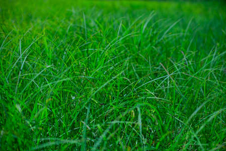 green grass close up