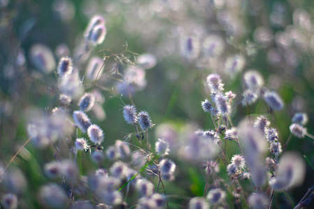 fluffy grass in evening lightの写真素材