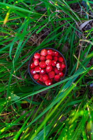 glass of wild strawberries on grass