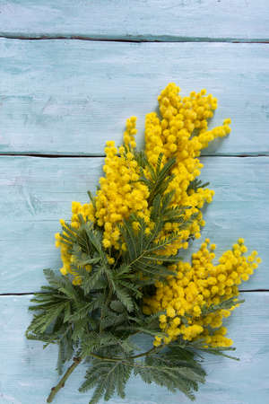 twig of mimosa flower