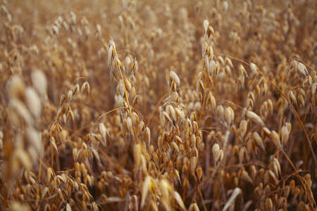 growing ripe oats