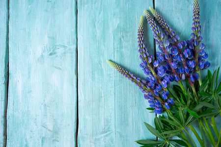 lupines on turquoise surfaceの写真素材