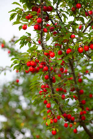 small red plums growing in garden