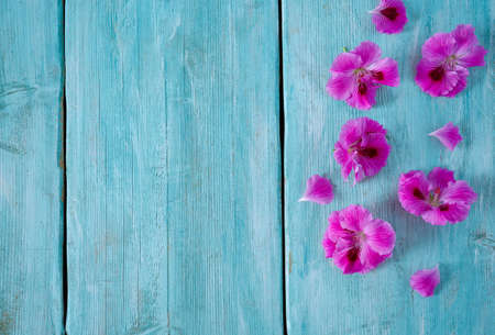 geranium flower on turquoise surfaceの写真素材