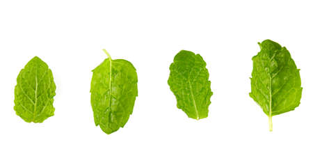fresh mint leafs isoalted on white background