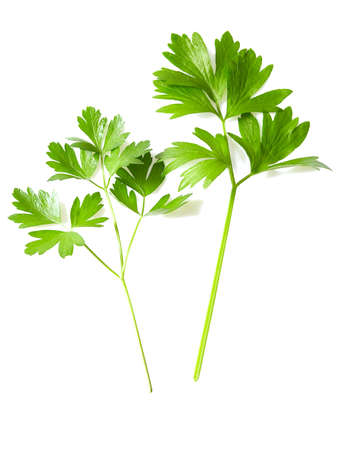 twig of celery leaf isolated on whiteの写真素材