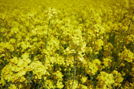 rapseed fields on a bright summer dayの写真素材