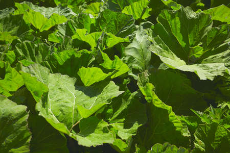 growing leaves of arctium in spring