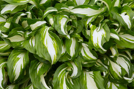 fresh herbs on wooden surfaceの写真素材