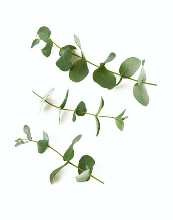 eucalyptus twig isolated on white backgroundの写真素材
