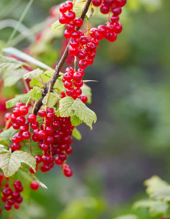 red currants growing in garden
