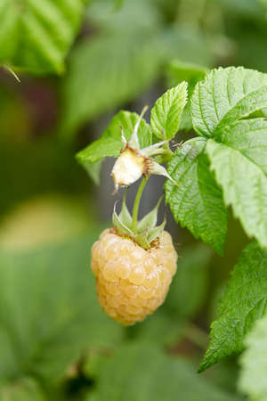 growing yellow raspberry in garden