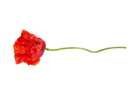 poppy flowers isolated on white backgroundの写真素材