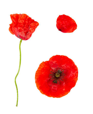 assortment of tomatoes on brown wooden surfaceの写真素材