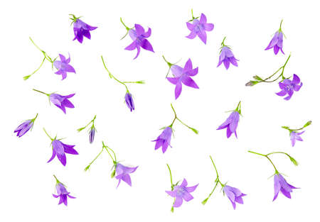 bell flower isolated on white backgroundの写真素材