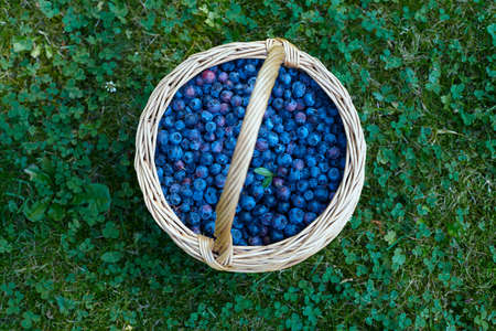 blueberries in a basket in garden