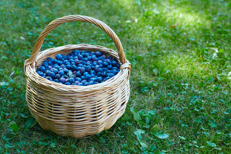 blueberries in a basket in gardenの写真素材
