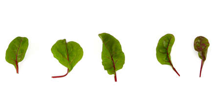 beet baby leafs isolated on white backgroundの写真素材