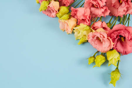 pink eustoma flowers on blue surfaceの写真素材