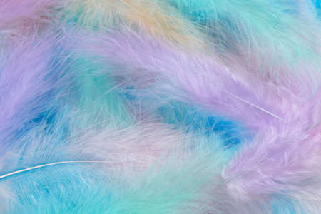 multicolored feathers close upの写真素材