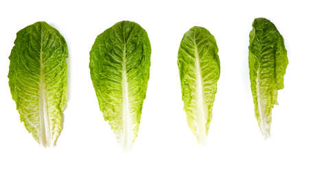 roman lettuce isolated on white backgroundの写真素材
