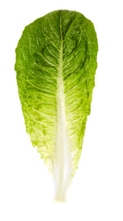 roman lettuce isolated on white backgroundの写真素材