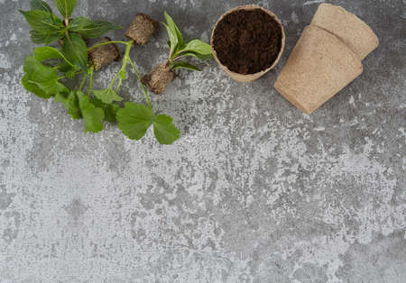 Replanting fummer flowers' seedlings. Soil, plants, shovel and gloves on a cement backgroundの写真素材