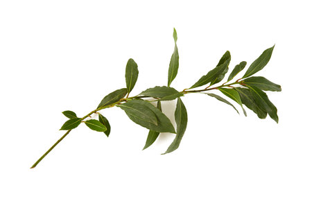 bay leaf isolated on white backgroundの写真素材