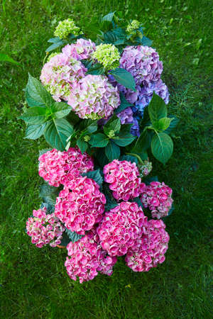 beautiful potted hydrangea in the gardenの写真素材