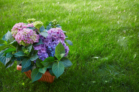 beautiful potted hydrangea in the garden