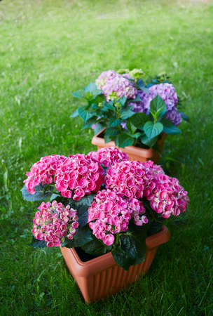 beautiful potted hydrangea in the gardenの写真素材