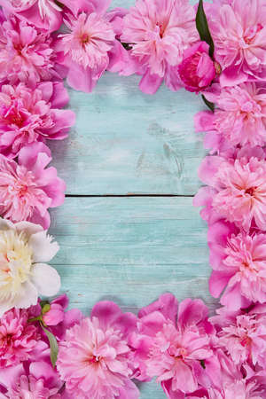 fresh peonies on wooden turquoise backgroundの写真素材