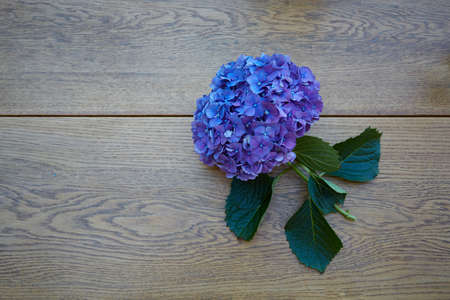 purple hydrangea on wooden garden tableの写真素材