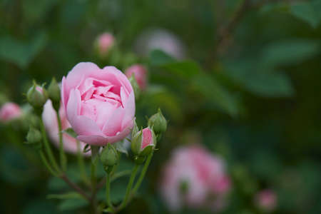 beautiful pink roses close upの写真素材