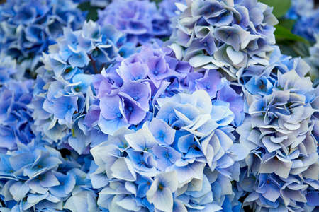 giant beautiful blue hydrangea bush close up