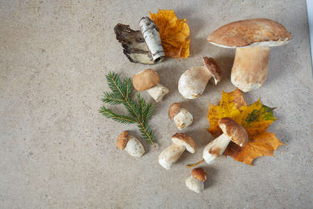 forest mushrooms on granite surfaceの写真素材