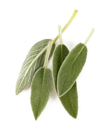 sage leaves isolated on whiteの写真素材