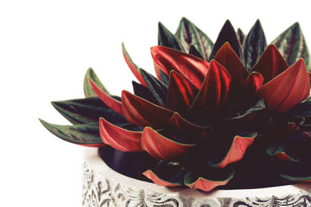 peperomia rosso plant isolated on white backgroundの写真素材