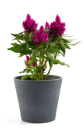 celosia deep purple isolated on white backgroundの写真素材