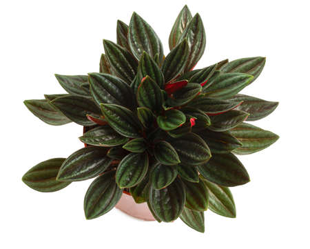 peperomia rosso plant isolated on white backgroundの写真素材