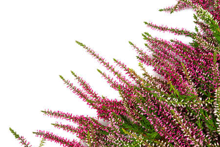 calluna vulgaris isolated on white background, empty space for your textの写真素材